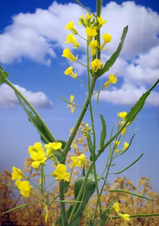 Canola plant in bloom. PHOTO: Sergei S. Scurfield,CC BY-SA 3.0