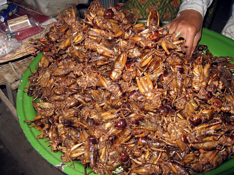 So, now we are meant to eat crickets? - Canadian Manufacturing