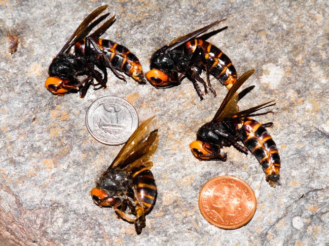 Our fear of giant hornets is oversized — and threatens native insects ...