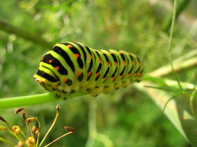 How Very Hungry Caterpillars Grow And Grow And Don’t Get Sick ...