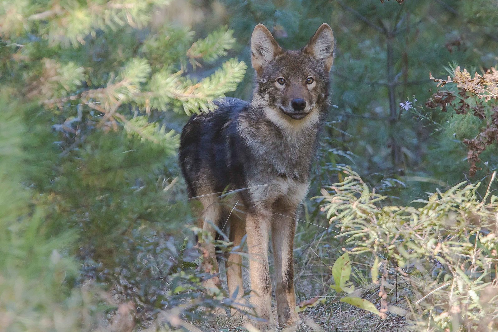 The erosion of Ontario’s Endangered Species Act threatens iconic